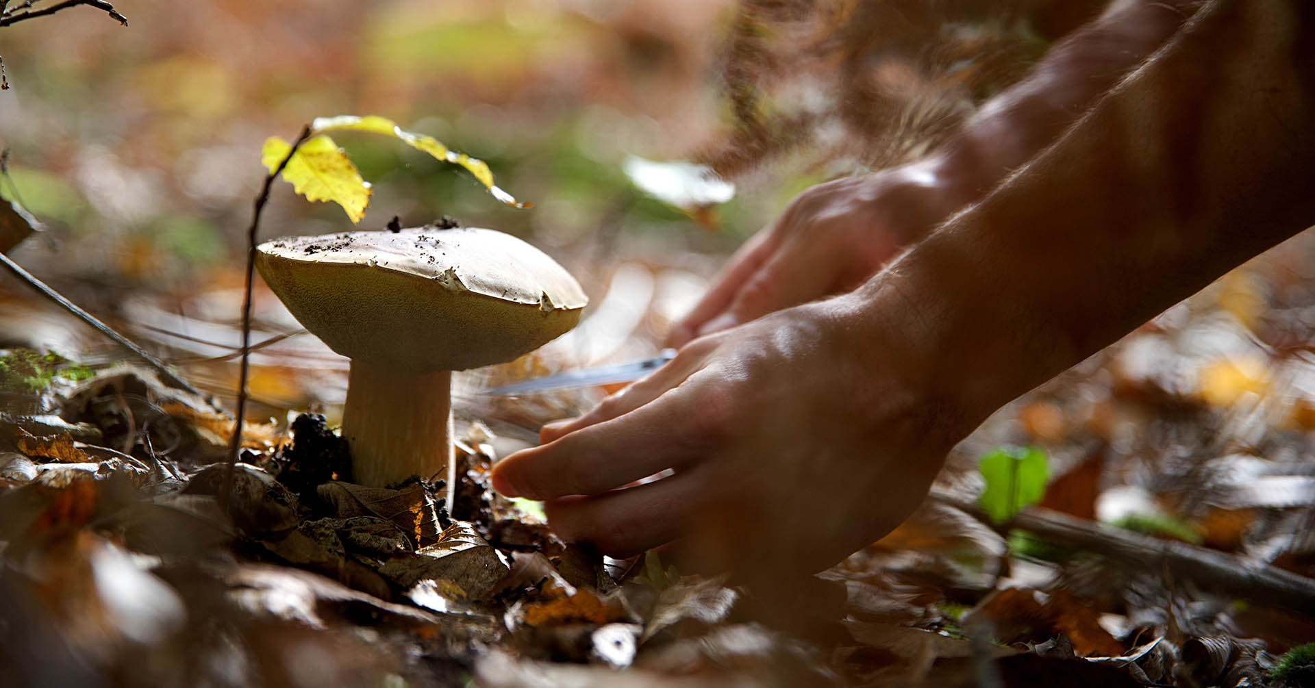 Passo Cai: primi consigli per la raccolta funghi